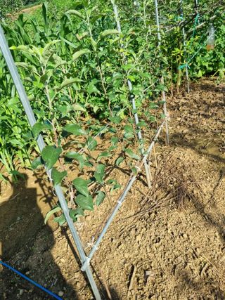 풍요님의 사과 · 묘목•접목 작성글 사진