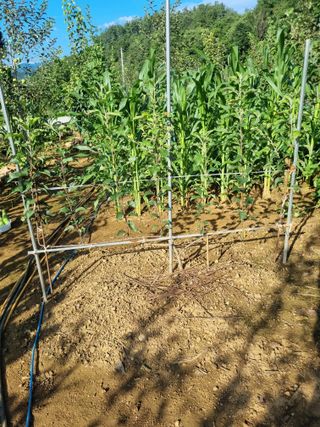 풍요님의 사과 · 묘목•접목 작성글 사진