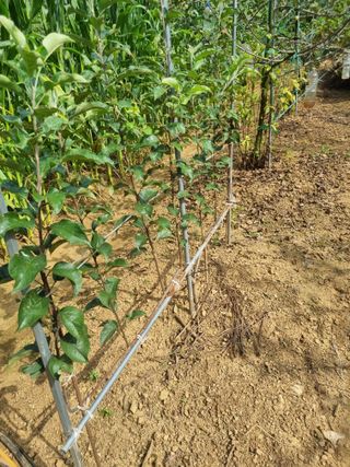 풍요님의 사과 · 묘목•접목 작성글 사진