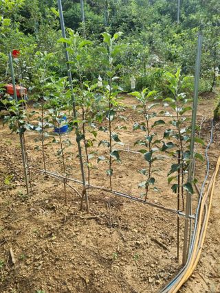 풍요님의 사과 · 묘목•접목 작성글 사진