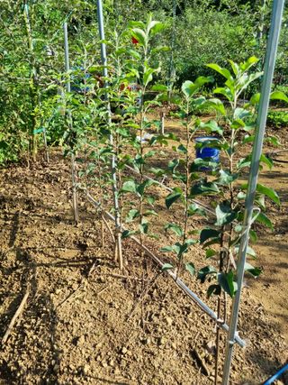 풍요님의 사과 · 묘목•접목 작성글 사진