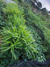 팜모닝 그동안 생산한 농작물은?·참여글 게시글 이미지