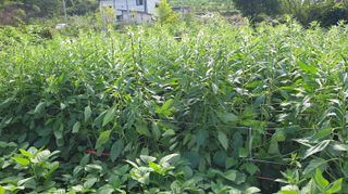 일하는손님의 그동안 생산한 농작물은? · 참여글 작성글 사진