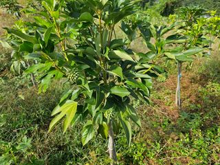 일하는손님의 그동안 생산한 농작물은? · 참여글 작성글 사진