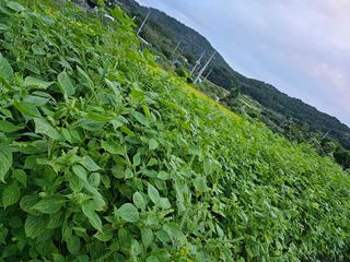 일하는손님의 그동안 생산한 농작물은? · 참여글 작성글 사진