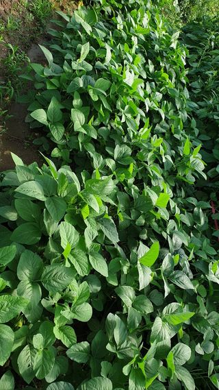 일하는손님의 그동안 생산한 농작물은? · 참여글 작성글 사진