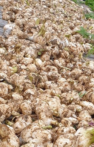 일하는손님의 그동안 생산한 농작물은? · 참여글 작성글 사진