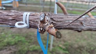 알 수 없음님의 포도 · 자유게시판 작성글 사진