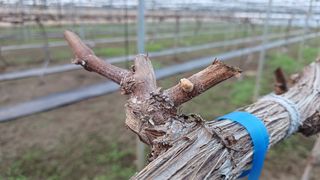 알 수 없음님의 포도 · 자유게시판 작성글 사진