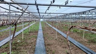 알 수 없음님의 포도 · 자유게시판 작성글 사진