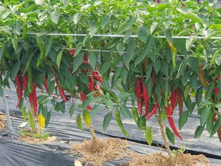 정덕균님의 그동안 생산한 농작물은? · 참여글 작성글 사진