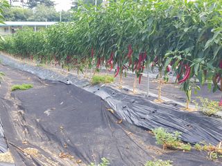 정덕균님의 그동안 생산한 농작물은? · 참여글 작성글 사진