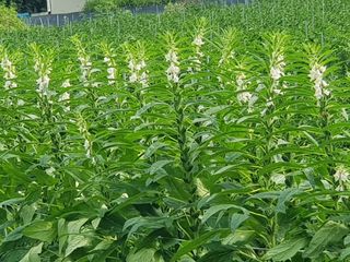 정덕균님의 그동안 생산한 농작물은? · 참여글 작성글 사진