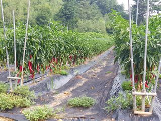 정덕균님의 그동안 생산한 농작물은? · 참여글 작성글 사진