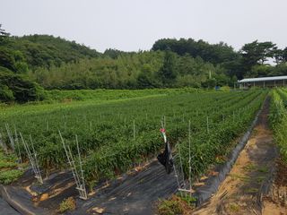 정덕균님의 그동안 생산한 농작물은? · 참여글 작성글 사진