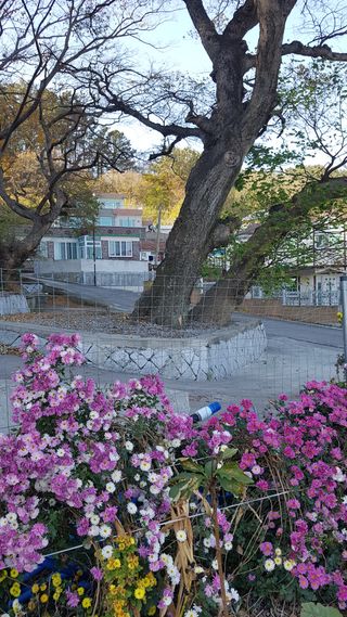 푸른꿈님의 자유주제 · 자유게시판 작성글 사진