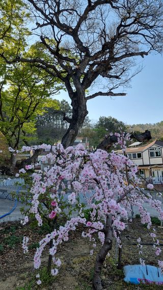 푸른꿈님의 자유주제 · 자유게시판 작성글 사진
