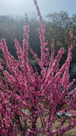 푸른꿈님의 자유주제 · 자유게시판 작성글 사진