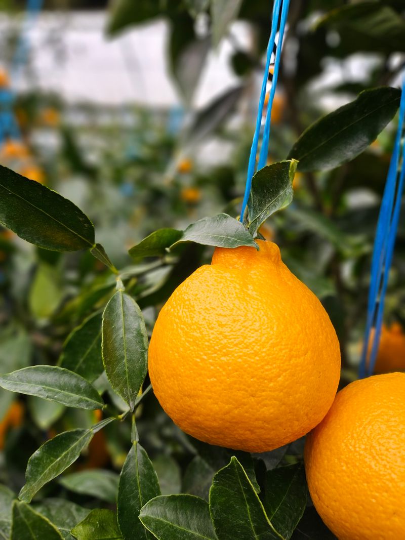 고권봉님의 장터 판매 상품 [한라봉 5키로] 첨부 사진