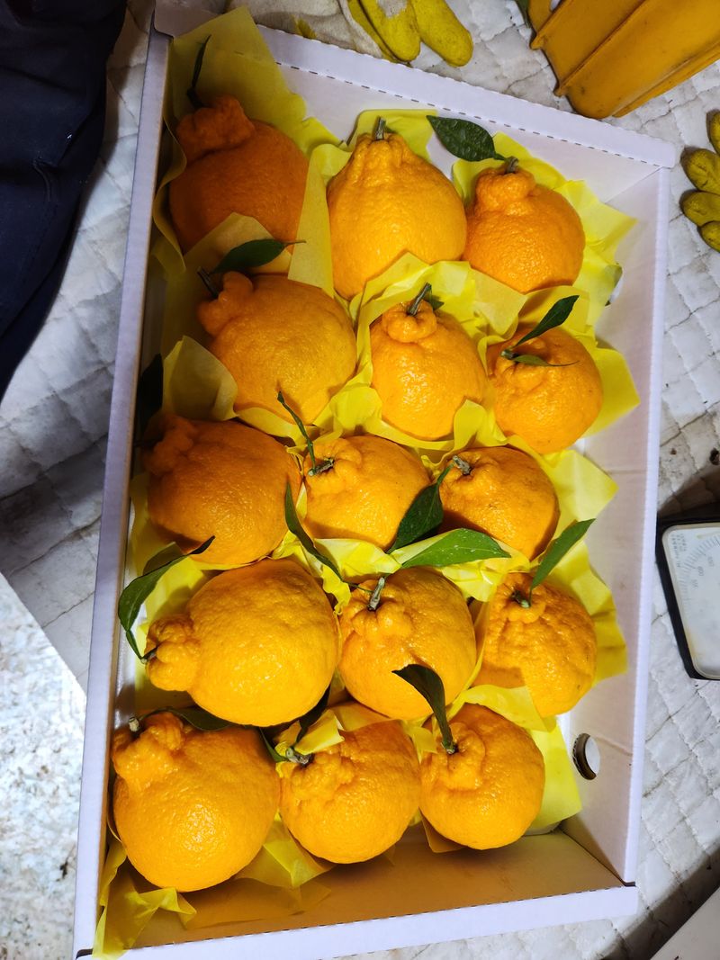 장터 상품 [한라봉 5키로] 썸네일