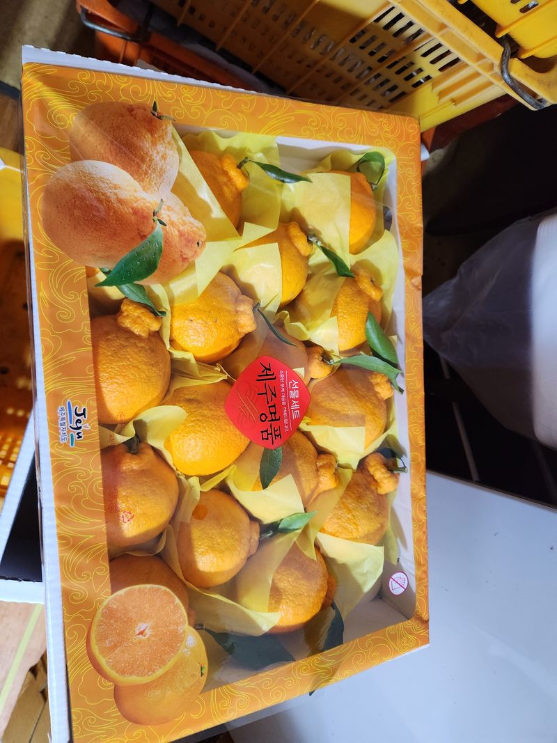 고권봉님의 장터 판매 상품 [한라봉 5키로] 첨부 사진