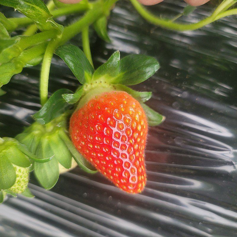 강미향님의 장터 판매 상품 [순천 선우네 무농약 딸기주문받아요] 첨부 사진