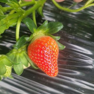 강미향님의 작성글 사진