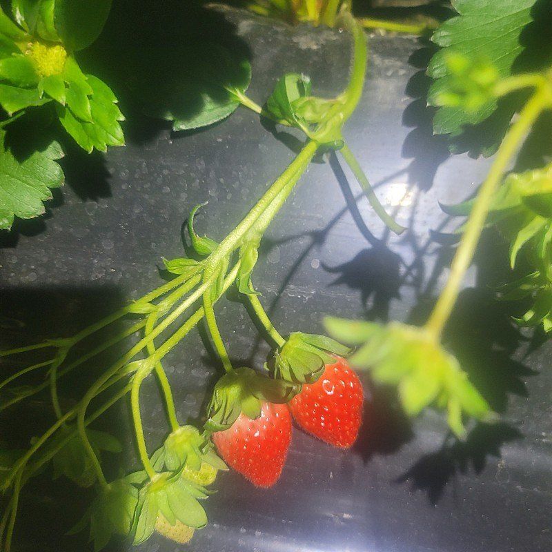 강미향님의 장터 판매 상품 [순천 선우네 무농약 딸기주문받아요] 첨부 사진