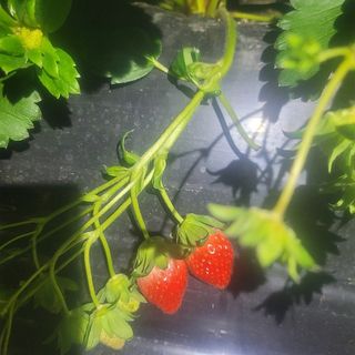 강미향님의 작성글 사진