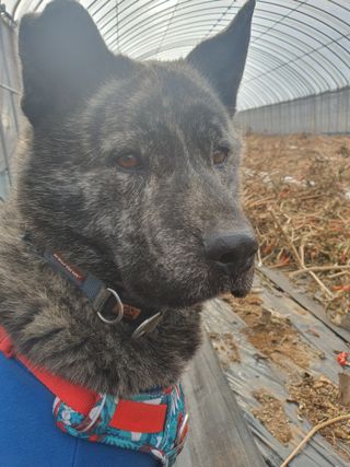 엘림농장님의 고추 · 토양준비 작성글 사진