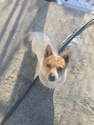 엘림농장님의 고추 · 토양준비 작성글 사진