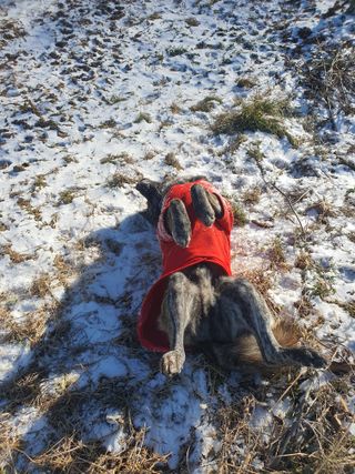 엘림농장님의 고추 · 토양준비 작성글 사진