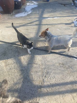 엘림농장님의 고추 · 토양준비 작성글 사진