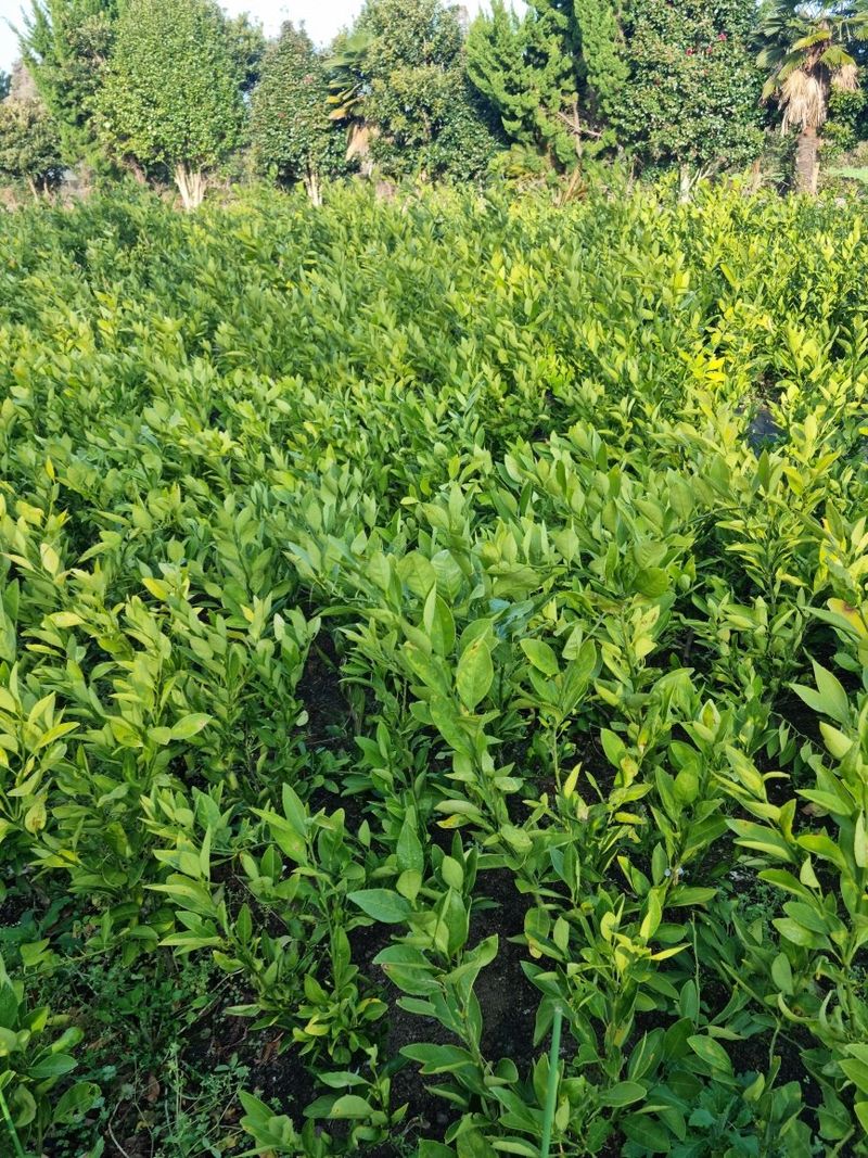 장터 상품 [감귤묘목팝니다] 썸네일