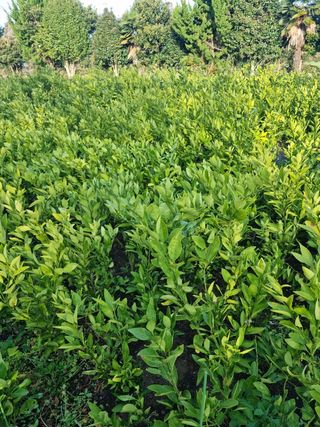 송응준님의 작성글 사진