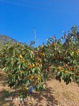 팜모닝 그동안 생산한 농작물은?·참여글 게시글 이미지