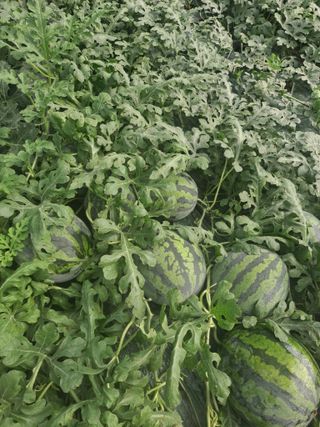 수선화30956님의 그동안 생산한 농작물은? · 참여글 작성글 사진