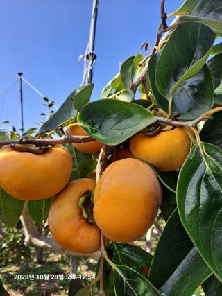 수선화30956님의 그동안 생산한 농작물은? · 참여글 작성글 사진