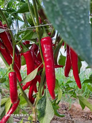 수선화30956님의 그동안 생산한 농작물은? · 참여글 작성글 사진