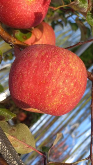 심상대님의 그동안 생산한 농작물은? · 참여글 작성글 사진