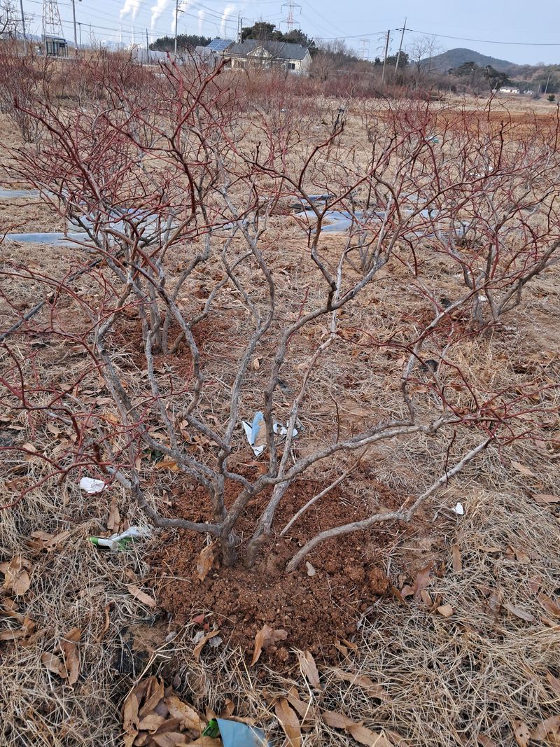 장터 상품 [왕블루베리8년생] 썸네일