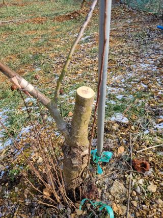 풍요님의 사과 · 묘목•접목 작성글 사진