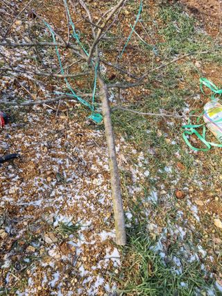 풍요님의 사과 · 묘목•접목 작성글 사진