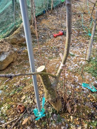 풍요님의 사과 · 묘목•접목 작성글 사진