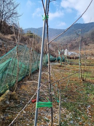 풍요님의 사과 · 묘목•접목 작성글 사진