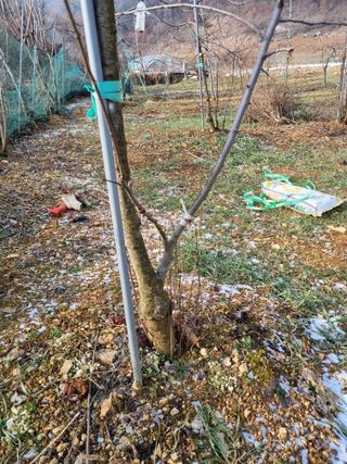 풍요님의 사과 · 묘목•접목 작성글 사진