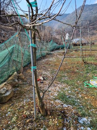 풍요님의 사과 · 묘목•접목 작성글 사진