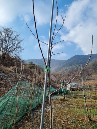 풍요님의 사과 · 묘목•접목 작성글 사진