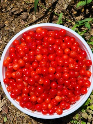 이상보님의 그동안 생산한 농작물은? · 참여글 작성글 사진