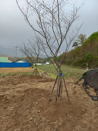 안병연님의 농사, 무엇이든 물어보세요! · 참여글 작성글 사진